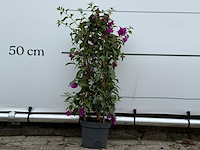 Bougainvillea paars boog - bougainvillea glabra sanderiana - hoogte ca. 70 cm - afbeelding 1 van  4