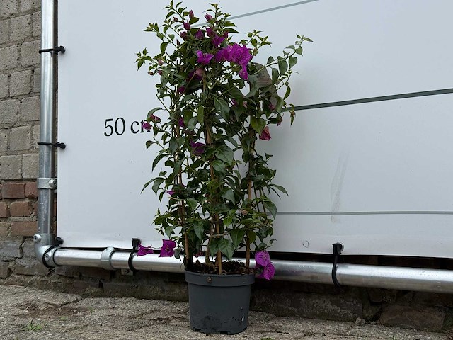 Bougainvillea paars boog - bougainvillea glabra sanderiana - hoogte ca. 70 cm - afbeelding 2 van  4