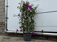 Bougainvillea paars boog - bougainvillea glabra sanderiana - hoogte ca. 70 cm - afbeelding 2 van  4