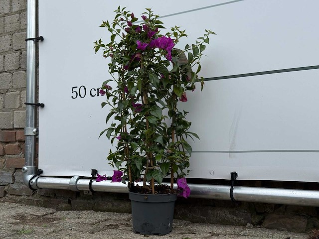 Bougainvillea paars boog - bougainvillea glabra sanderiana - hoogte ca. 70 cm - afbeelding 3 van  4