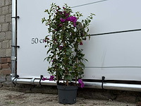 Bougainvillea paars boog - bougainvillea glabra sanderiana - hoogte ca. 70 cm - afbeelding 3 van  4