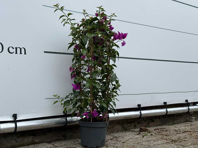 Bougainvillea paars boog - bougainvillea glabra sanderiana - hoogte ca. 70 cm - afbeelding 4 van  4