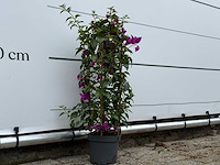 Bougainvillea paars boog - bougainvillea glabra sanderiana - hoogte ca. 70 cm - afbeelding 4 van  4