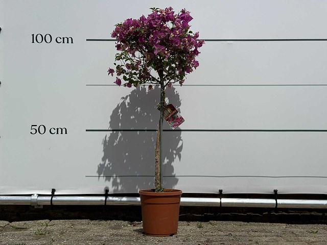 Bougainvillea paars op stam - bougainvillea glabra sanderiana - hoogte ca. 100 cm - afbeelding 1 van  4