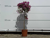 Bougainvillea paars op stam - bougainvillea glabra sanderiana - hoogte ca. 100 cm - afbeelding 1 van  4