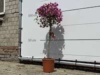 Bougainvillea paars op stam - bougainvillea glabra sanderiana - hoogte ca. 100 cm - afbeelding 2 van  4
