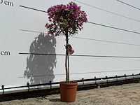 Bougainvillea paars op stam - bougainvillea glabra sanderiana - hoogte ca. 100 cm - afbeelding 3 van  4