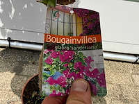 Bougainvillea paars op stam - bougainvillea glabra sanderiana - hoogte ca. 100 cm - afbeelding 4 van  4
