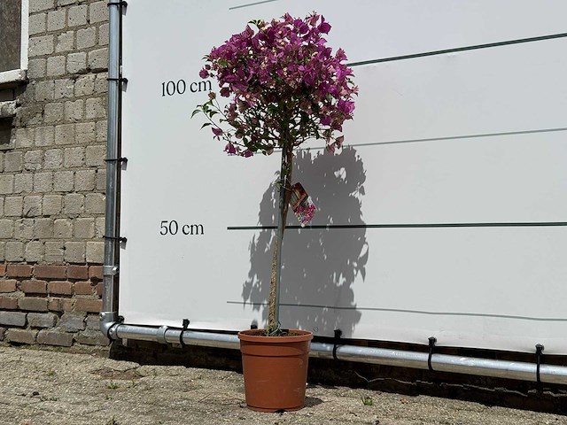 Bougainvillea paars op stam - bougainvillea glabra sanderiana - hoogte ca. 100 cm - afbeelding 2 van  4