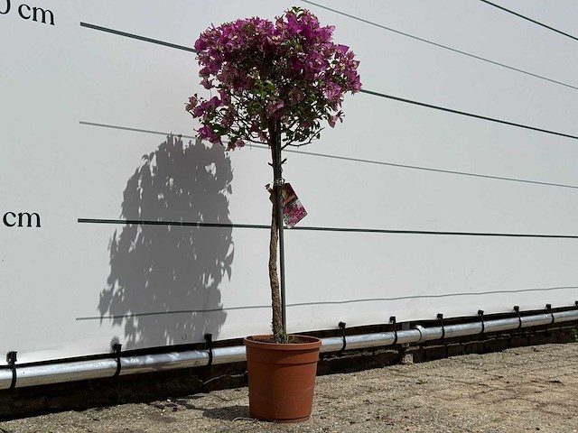 Bougainvillea paars op stam - bougainvillea glabra sanderiana - hoogte ca. 100 cm - afbeelding 3 van  4