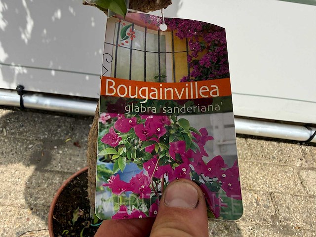 Bougainvillea paars op stam - bougainvillea glabra sanderiana - hoogte ca. 100 cm - afbeelding 4 van  4