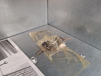 Brievenbus bellissa - afbeelding 4 van  6