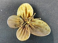 Broche van onduidelijk metaal - afbeelding 5 van  5