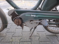 Brommer, berini (gazelle) - afbeelding 10 van  11