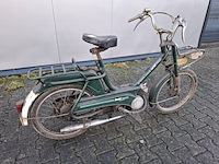 Brommer, berini (gazelle) - afbeelding 2 van  11