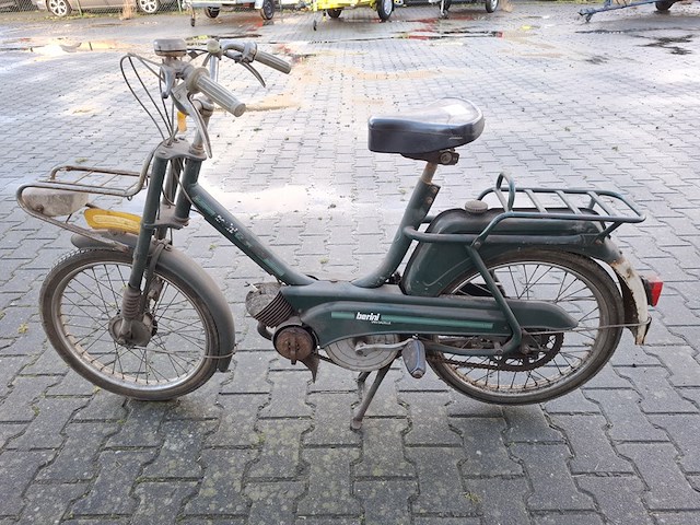 Brommer, berini (gazelle) - afbeelding 3 van  11