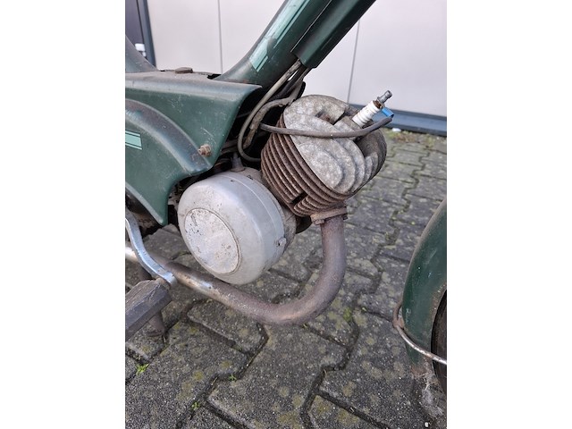 Brommer, berini (gazelle) - afbeelding 5 van  11