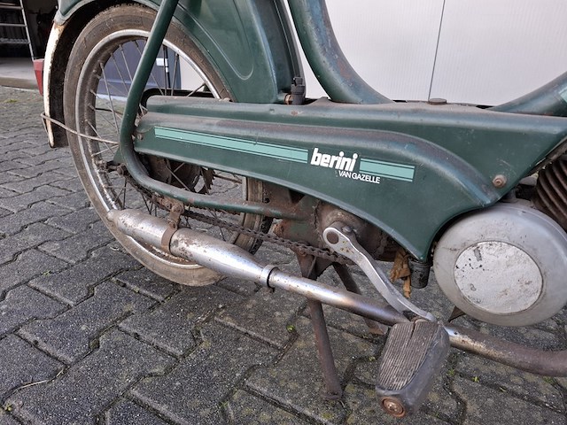 Brommer, berini (gazelle) - afbeelding 6 van  11