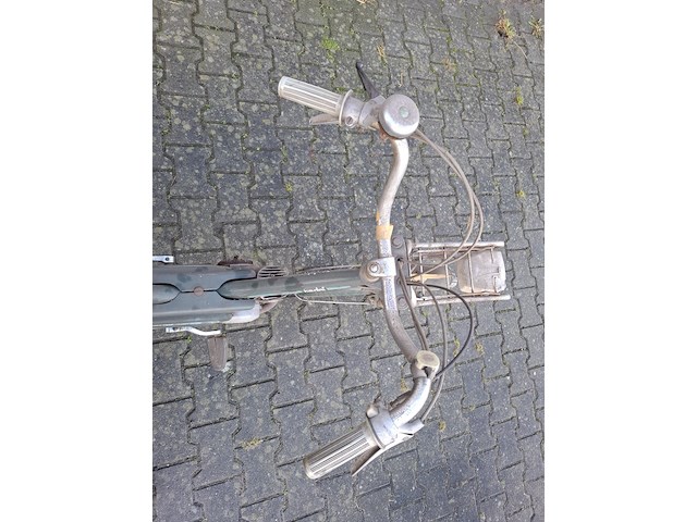 Brommer, berini (gazelle) - afbeelding 8 van  11