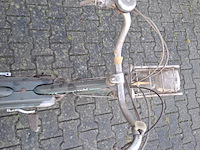 Brommer, berini (gazelle) - afbeelding 8 van  11