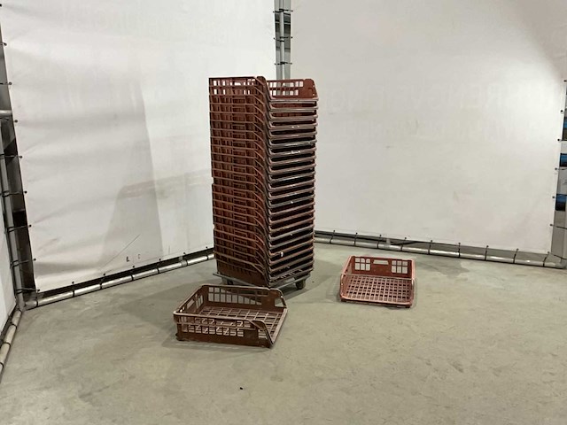 Broodkrat (50x) - afbeelding 2 van  6