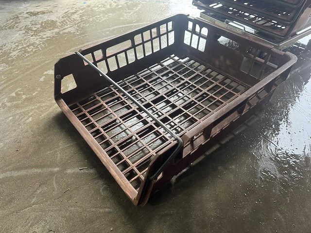 Broodkrat (50x) - afbeelding 4 van  4