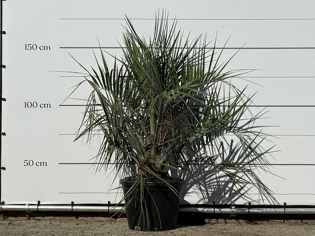 Butiapalm - butia capitata var. odorata - stam 25-35 cm - hoogte ca. 150 cm - afbeelding 1 van  3