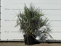 Butiapalm - butia capitata var. odorata - stam 25-35 cm - hoogte ca. 150 cm