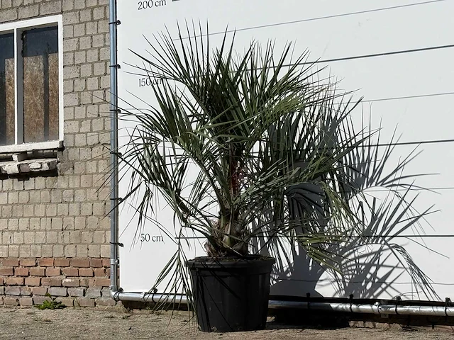 Butiapalm - butia capitata var. odorata - stam 25-35 cm - hoogte ca. 150 cm - afbeelding 2 van  3