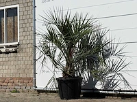 Butiapalm - butia capitata var. odorata - stam 25-35 cm - hoogte ca. 150 cm - afbeelding 2 van  3