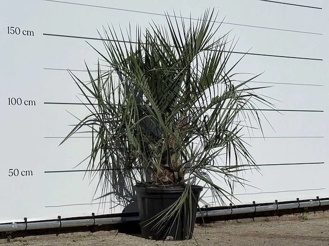 Butiapalm - butia capitata var. odorata - stam 25-35 cm - hoogte ca. 150 cm - afbeelding 3 van  3