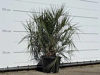 Butiapalm - butia capitata var. odorata - stam 25-35 cm - hoogte ca. 150 cm - afbeelding 3 van  3