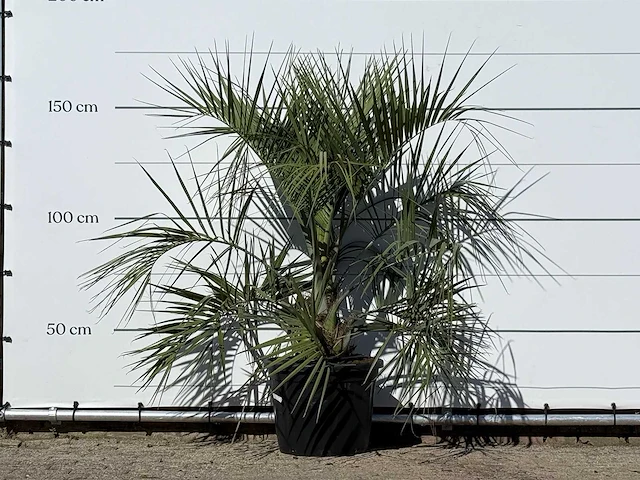 Butiapalm - butia capitata var. odorata - stam 25-35 cm - hoogte ca. 150 cm - afbeelding 1 van  3
