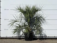 Butiapalm - butia capitata var. odorata - stam 25-35 cm - hoogte ca. 150 cm