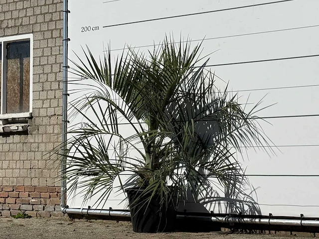 Butiapalm - butia capitata var. odorata - stam 25-35 cm - hoogte ca. 150 cm - afbeelding 2 van  3