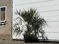 Butiapalm - butia capitata var. odorata - stam 25-35 cm - hoogte ca. 150 cm - afbeelding 2 van  3