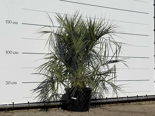 Butiapalm - butia capitata var. odorata - stam 25-35 cm - hoogte ca. 150 cm - afbeelding 3 van  3
