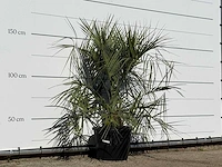 Butiapalm - butia capitata var. odorata - stam 25-35 cm - hoogte ca. 150 cm - afbeelding 3 van  3