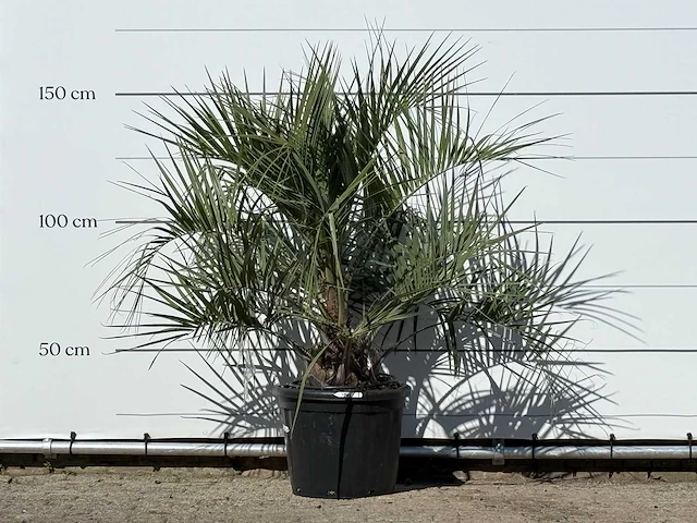 Butiapalm - butia capitata var. odorata - stam 25-35 cm - hoogte ca. 150 cm - afbeelding 1 van  3