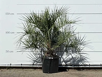 Butiapalm - butia capitata var. odorata - stam 25-35 cm - hoogte ca. 150 cm