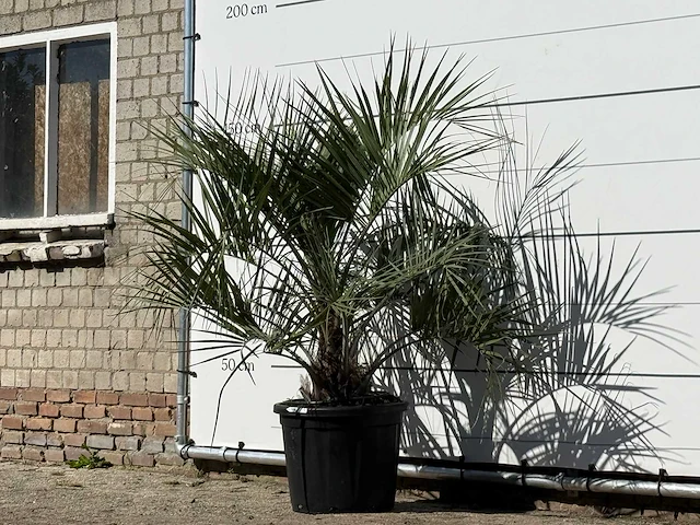Butiapalm - butia capitata var. odorata - stam 25-35 cm - hoogte ca. 150 cm - afbeelding 2 van  3