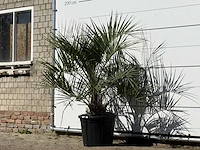 Butiapalm - butia capitata var. odorata - stam 25-35 cm - hoogte ca. 150 cm - afbeelding 2 van  3