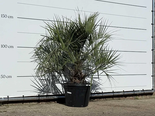Butiapalm - butia capitata var. odorata - stam 25-35 cm - hoogte ca. 150 cm - afbeelding 3 van  3