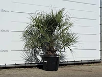 Butiapalm - butia capitata var. odorata - stam 25-35 cm - hoogte ca. 150 cm - afbeelding 3 van  3