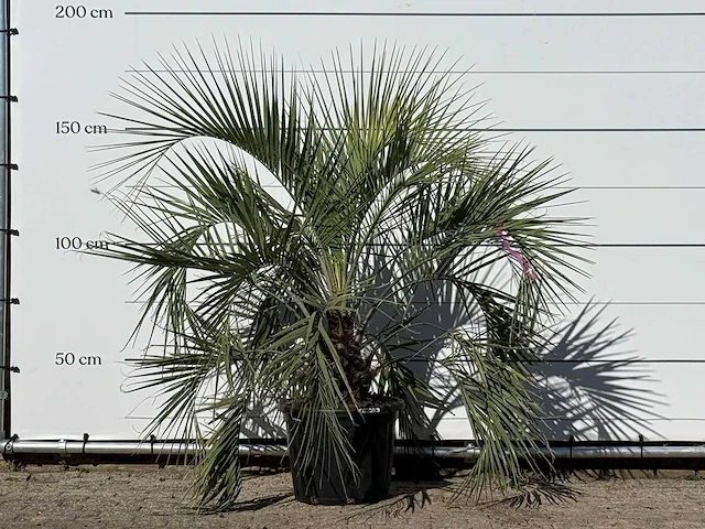 Butiapalm - butia capitata var. odorata - stam 25-35 cm - hoogte ca. 160 cm - afbeelding 1 van  3