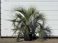 Butiapalm - butia capitata var. odorata - stam 25-35 cm - hoogte ca. 160 cm