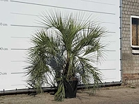 Butiapalm - butia capitata var. odorata - stam 25-35 cm - hoogte ca. 160 cm - afbeelding 2 van  3