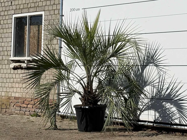 Butiapalm - butia capitata var. odorata - stam 25-35 cm - hoogte ca. 160 cm - afbeelding 3 van  3