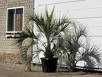 Butiapalm - butia capitata var. odorata - stam 25-35 cm - hoogte ca. 160 cm - afbeelding 4 van  4
