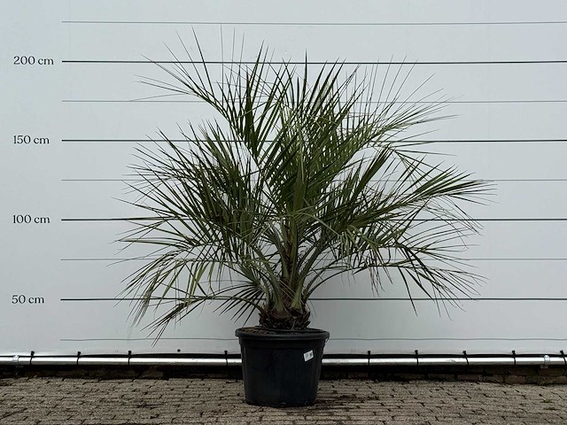 Butiapalm - butia capitata var. odorata - stam 25-35 cm - hoogte ca. 180 cm - afbeelding 1 van  3